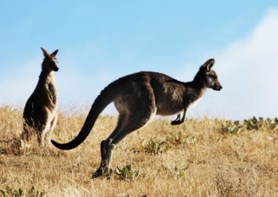 australie-kangourou-Armonie Voyages Poitiers Oceanie
