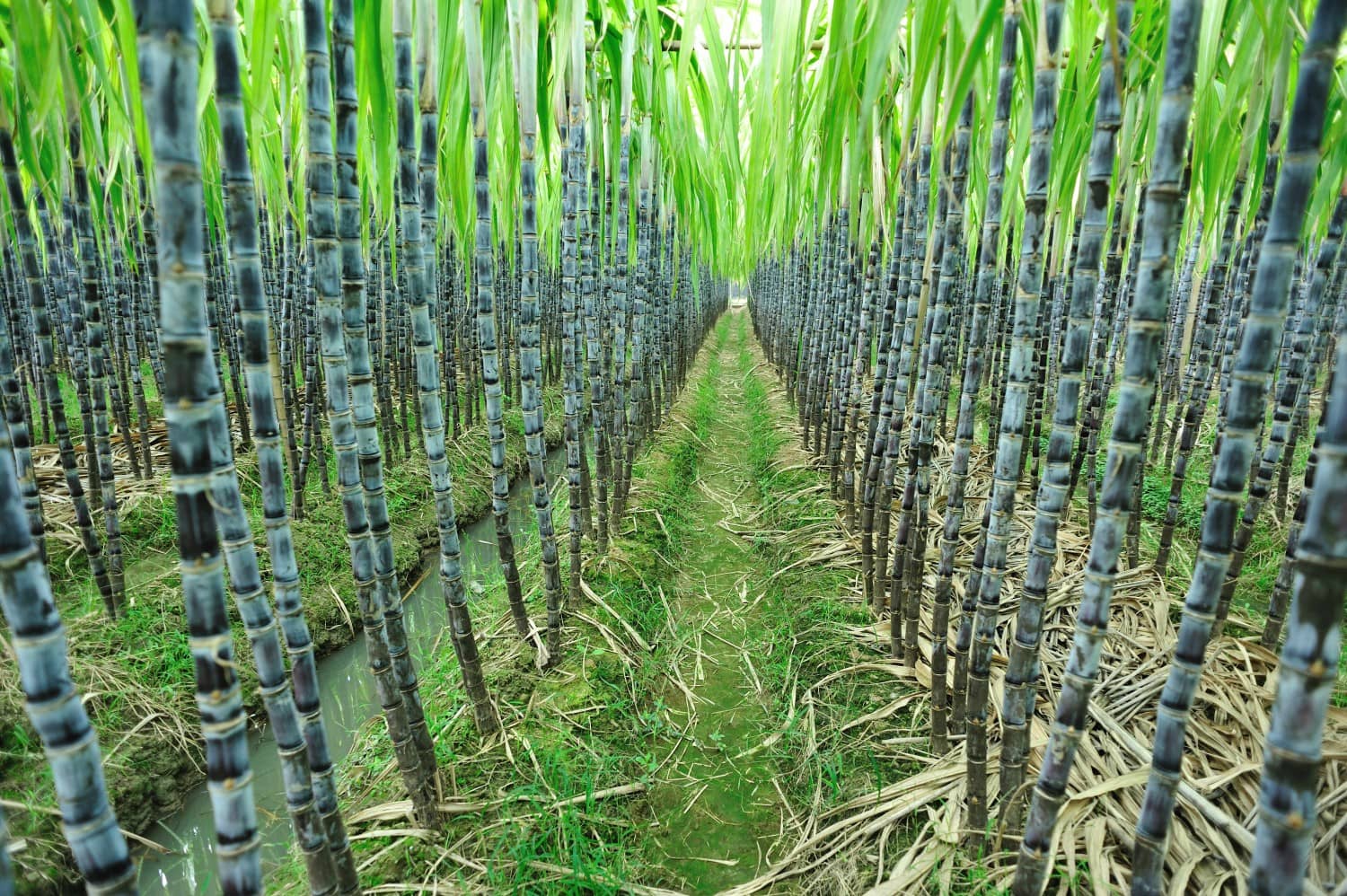 Сахарный тростник сбор. Барбадос плантации сахарного тростника. Куба сахарный тростник плантации. Ферма сахарного тростника. Сахарный тростник новая Гвинея.